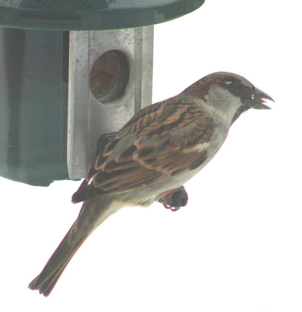 House Sparrow